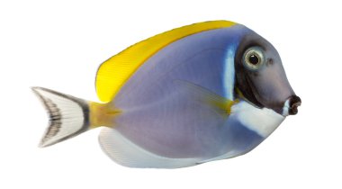 Bir toz blue tang, Acanthurus leucosternon, isolat yan görünüm