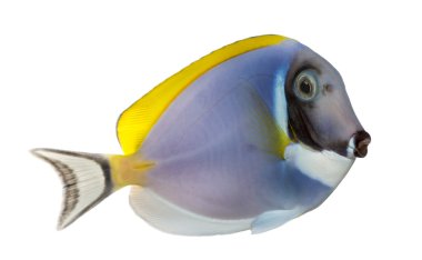Bir toz blue tang, Acanthurus leucosternon, isolat yan görünüm