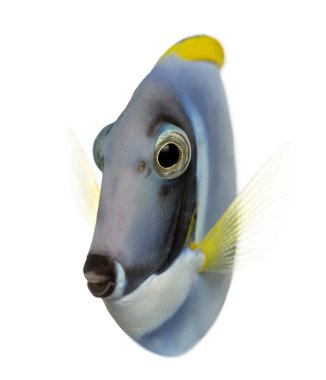 Powder blue tang, Acanthurus leucosternon, üzerinde beyaz izole