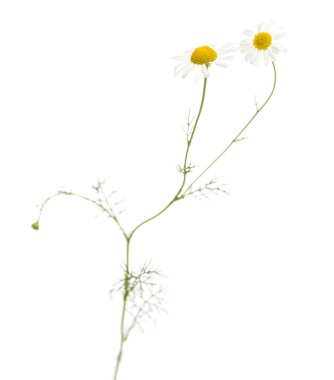 ortak daisy, üzerinde beyaz izole