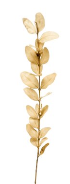 Vahşi bitki, beyaz üzerine izole