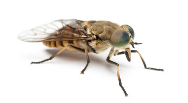 bir at, tabanus, üzerinde beyaz izole yan görünüm
