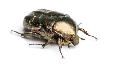 Gül izole WHI üzerinde yüksek, cetonia aurata kadar her bakıldığında chafer