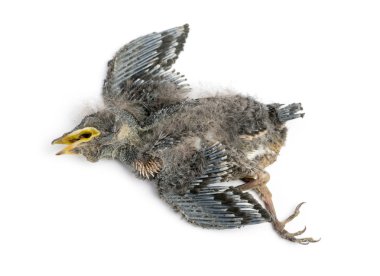 Dead baby Swallow in state of decomposition, Hirundinidae, isola clipart