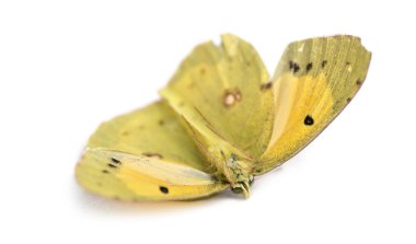 sonra üzerine beyaz izole bir araba çarptı bir ön ölü kelebek