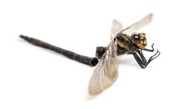 ölü cordulegaster bidentata izole ayrıştırma, devlet