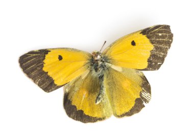 Roadkill ölü butterlfy whit üzerinde izole araba kazasında öldü.