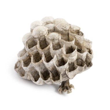Kuru vespiary, üzerinde beyaz izole