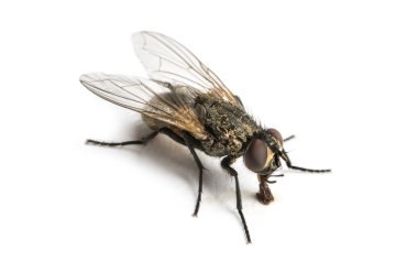 Dirty Common housefly clipart