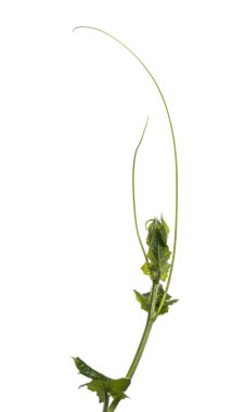 Vahşi bitki, beyaz üzerine izole