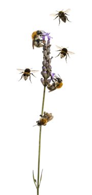 Group of Eurpoean bees and  buff-tailed bumblebee flying around  clipart