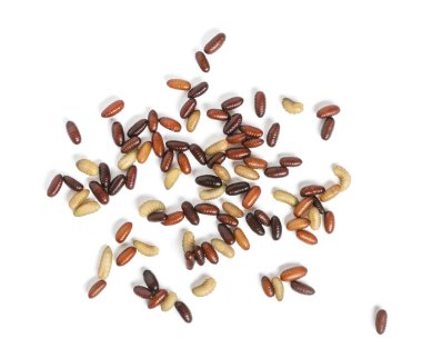 Her bakıldığında beslendiği sinek yüksek, üzerinde beyaz izole