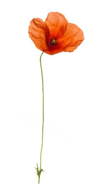 Haşhaş, beyaz üzerine izole