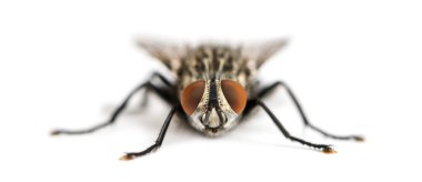 Front view of a Flesh fly facing, Sarcophagidae, isolated on whi clipart