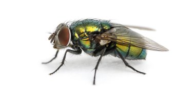 bir ortak yeşil şişe sineği, phaenicia sericata, isol yan görünüm