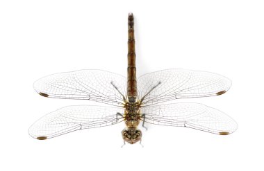 Kırmızı kızböceği her yüksek, pyrrhosoma nymphula bakıldığında olduğunu