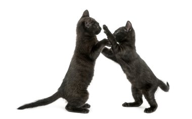 yan görünüm oynayan iki siyah yavru kedi, 2 aylık izole o