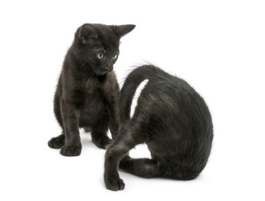 Beyaz üzerinde oynarken, iki siyah kedi 2 aylık izole