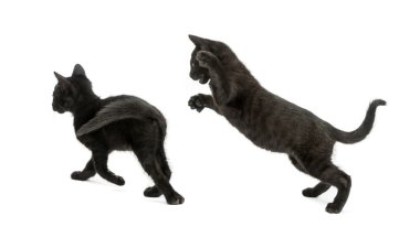 Beyaz üzerinde oynarken, iki siyah kedi 2 aylık izole