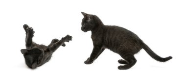 Beyaz üzerinde oynarken, iki siyah kedi 2 aylık izole