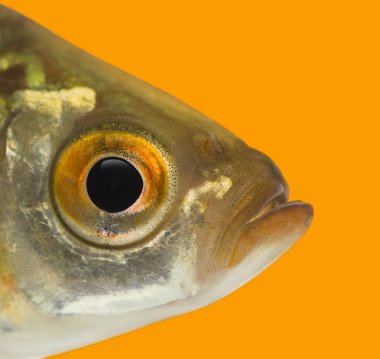 ortak bir roach profil üzerinde bir orangutan Kızılgöz Kızılgöz Close-Up