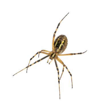 Wasp örümcek, aşağıdan, argiope bruennichi, w. izole izlendi