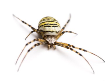 wasp örümcek, argiope bruennichi, üzerinde beyaz izole