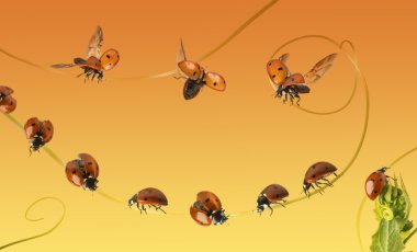 Composition of a cloud of ladybirds on a orange gradient backgro clipart