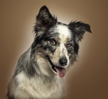 Close-up of a Border collie panting, with provocative look, on a clipart