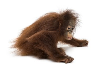 Pongo pygmaeus, 18 ay oturan genç Borneo orangutan 