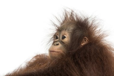 Close-up of a young Bornean orangutan's profile, looking away, P clipart