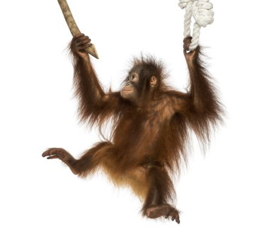 Young Bornean orangutan hanging on to a branch and rope, Pongo p clipart
