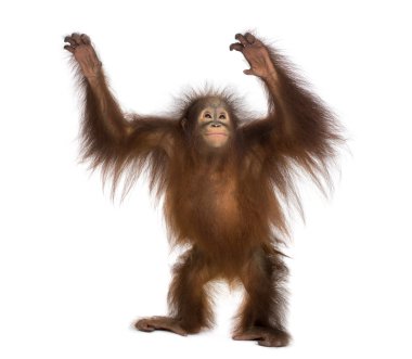 Genç Borneo orangutan ayakta ulaşma Pongo pygmaeus, 1,