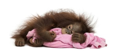 Genç Borneo orangutan yorgun, yalan ve pembe havlu sarılma, 