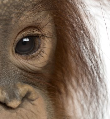 Close-Up bir genç Borneo orangutan'ın gözü, pongo pygmaeus, 18 