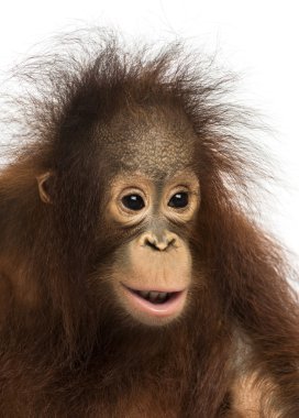 Genç Borneo orangutan, pongo pygmaeus, 18 ay yakın çekim