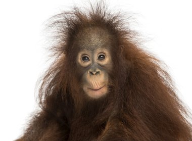 Young Bornean orangutan looking impressed, Pongo pygmaeus, 18 mo clipart