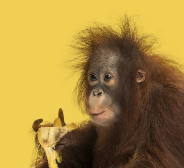 Close-up of a young Bornean orangutan eating a banana, Pongo pyg clipart