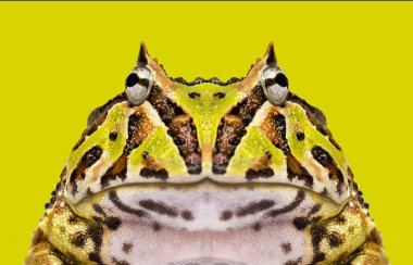 yakın çekim Arjantinli bir boynuzlu kurbağa karşısında, ceratophrys ornata 