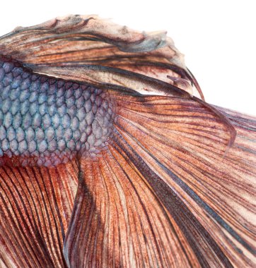 Close-Up bir Siyam mücadele balık'ın Kaudal fin, betta splenden