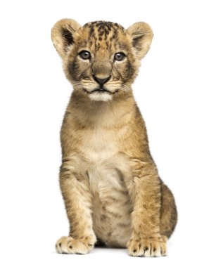 Lion cub sitting, looking at the camera, 7 weeks old, isolated o clipart