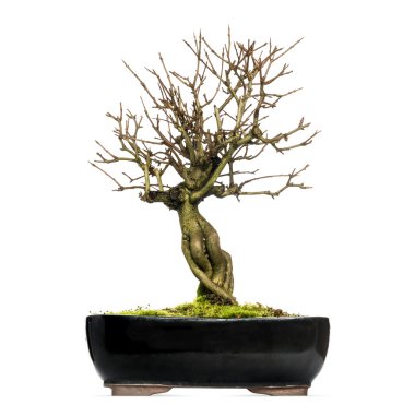 Nar bonsai ağacı, punica granatum, üzerinde beyaz izole