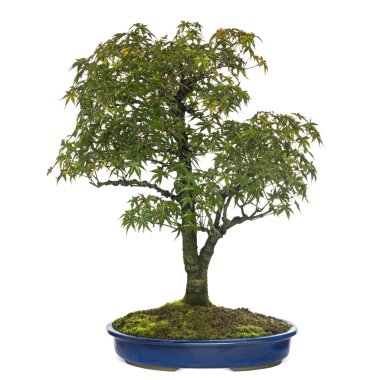 acer bonsai ağacı, beyaz izole