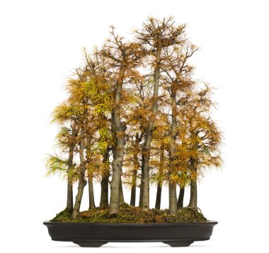 Altın larch bonsai ağacı, pseudolarix amabilis, Whit üzerinde izole