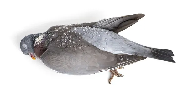 Vista lateral de um pombo rochoso morto coberto com gotas de orvalho, Columba — Fotografia de Stock