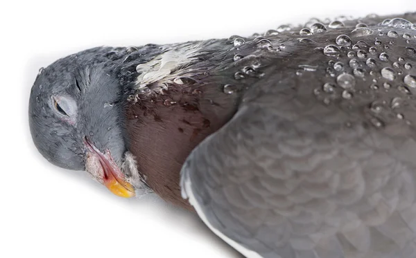 Primer plano de una paloma de roca muerta, Columba livia, aislada en blanco — Foto de Stock