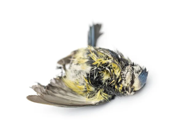 Dead Blue tit lying on the back, in state of decomposition, Cyan — Stock Photo, Image