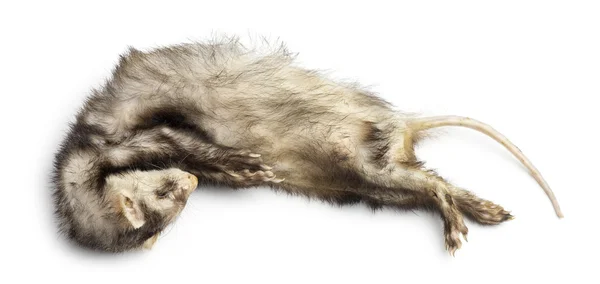 Furet mort, Mustela putorius furo, isolé sur blanc — Photo