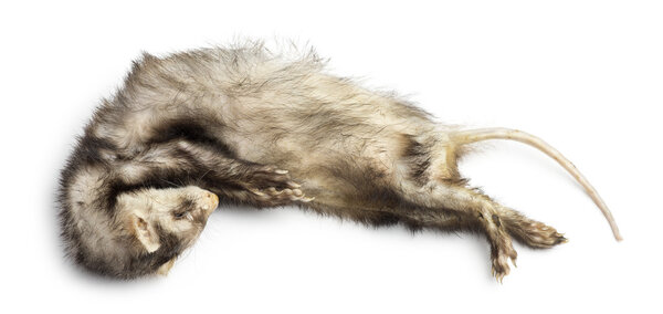 Dead Ferret, Mustela putorius furo, isolated on white