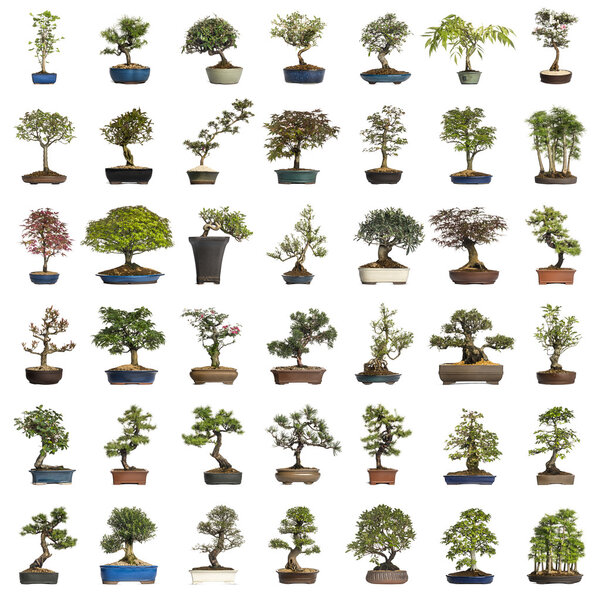 Collection of bonsai trees, isolated on white